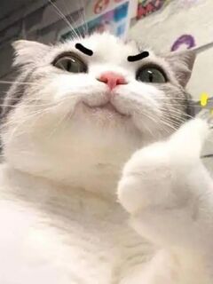 chim non