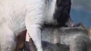 43536546