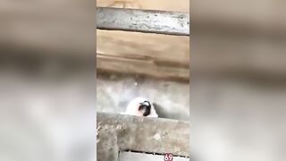 Quay lén em nữ sinh BJ cho bạn trai trong hẻm