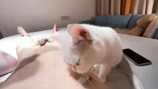 hắn có tận 2 bé mèo phục vụ! vua chúa cũng k được như hắn!