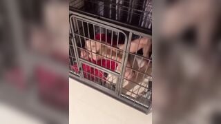 Biến con chó cái thành bồn chứa tinh thèm địt dâm đãng