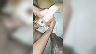Thú cưng 15
