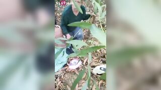 Cụ ông trâu già gặm cỏ non public trong rừng