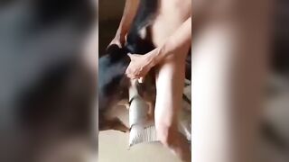 Quan hệ với chó