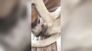 Cu. Bự và con chó yêu quý