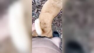 Dắt chó đi lấy đực