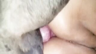 Chồng đi vắng vợ lén quan hệ với chó nhà!!