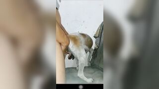 Cặc bự chịch chó