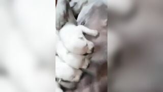 Chơi chó đẻ phê nửa đời ngườ