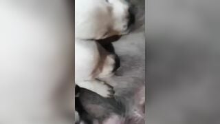 Chơi chó đẻ phê nửa đời ngườ