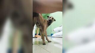 Anh trai cu đen đụ em chó tơ