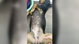 Việt Nam chịch chó rên quá sướng
