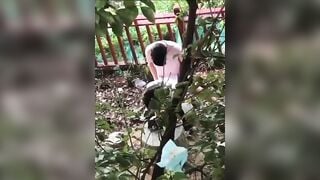 Quay lén mấy em học sinh ra công viên địt nhau dâm đãng