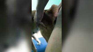 Thử đi sẻ biết tại sao thích đụ chó