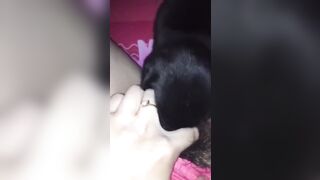 Tranh thủ mẹ đi vắng con gái cho chó bú lồn