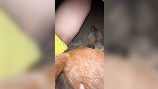 Thú cưng 19