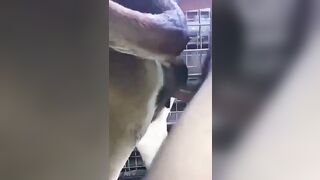 Bò đá