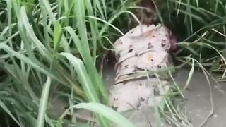 Mò cua bắt cá tối đá bi nâng súng