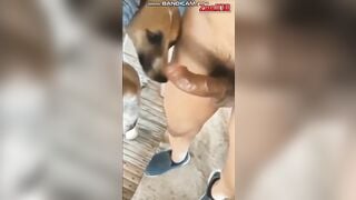 Trai đụ chó cái