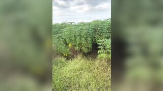 ra đồng đổi gió cùng em sinh viên dâm đãng