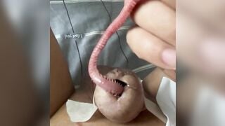 Pet tìm được nhà mới