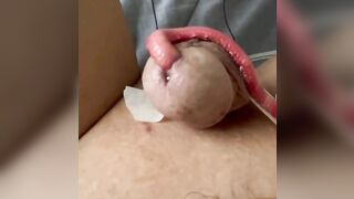 Pet tìm được nhà mới