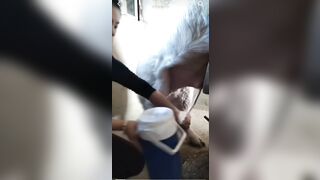 Em gái Trung Quốc lấy tinh lợn bằng mồm