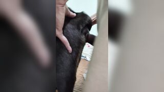 Một năm rồi mới được chịch chó.