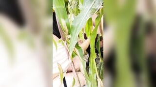 Con dâu đụ nhau với ba chồng ngoài ruộng ngô