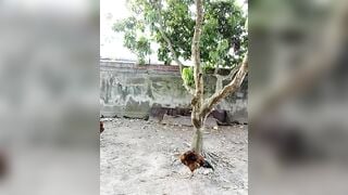 Chị Gái Live Thủ Dâm Season 2 Tập 27