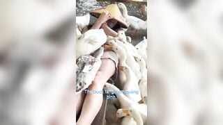Gái miền tây cực dâm bỏ thức ăn lên lồn rồi cho vịt mổ thật là dâm điên.