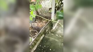 Lôi em vợ ra sau nhà bú cu