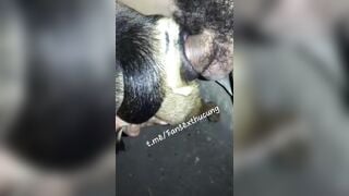 Thú cưng 4