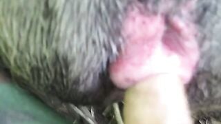 I am the pig 2