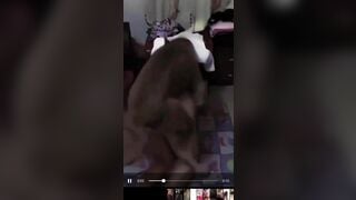 Lý do chị em nuôi chó quá biến thái bệnh hoạn để cho bú lol, để chó đit