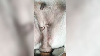 Địt nát lồn em chó mới lớn