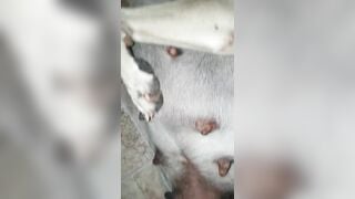 Địt nát lồn em chó mới lớn