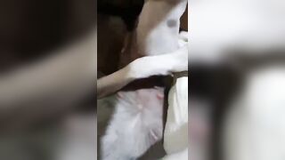 Ông chú nuôi chó mấy tháng trời để phá trinh vừa địt vừa rên sướng
