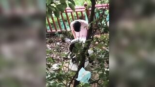 Quay lén cặp đôi đụ nhau ngoài trời