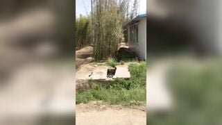 Chỉ có thể ở Trung Quốc, quay video vợ ra đường thủ dâm trước mặt hàng xóm