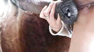 Tinh trùng ngựa Zoophilia