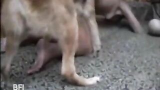 Con chó giả đụ con chó thật mấy lần