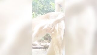 Thú cưng 12