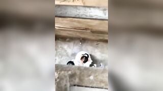 Tưởng vào hẻm là không bị ai phát hiện 🤣