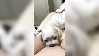 Người yêu có thể k có. C hó ít nhất phải có 1 con